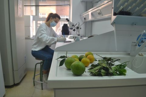 Un alumno buscando plagas en un cítrico con un microscopio.