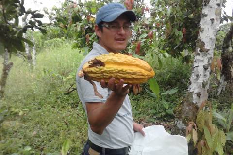 El autor de la tesis con un fruto del cacao.