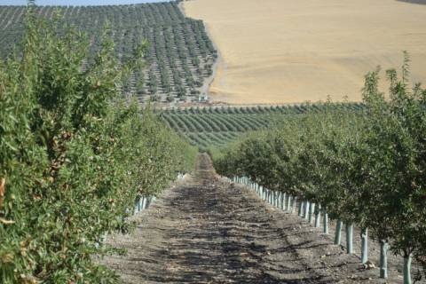 Cultivos de almendro en seto.