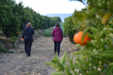 Investigadores del proyecto Diverfarming caminando hacia un cultivo de habas entre hileras de mandarinos.