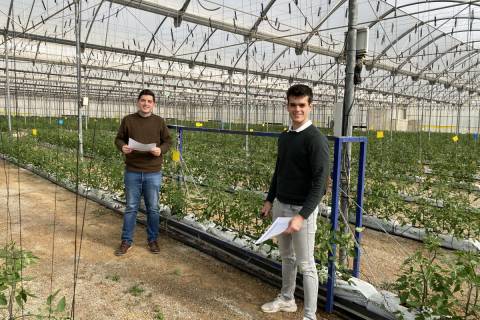 Miguel Ángel Giménez y Raúl Cerdán junto a un cultivo de tomate bajo invernadero del Grupo G's.