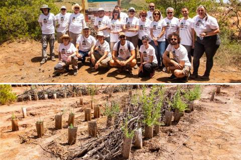 Composición con foto de los investigadores y de las plantaciones realizadas en la parcela de ensayo.