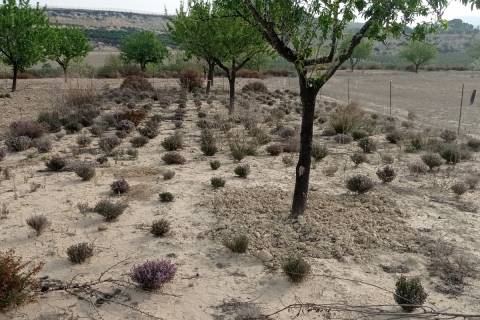 Almendros rodeados de especies aromáticas en uno de los ensayos del proyecto Diverfarming.