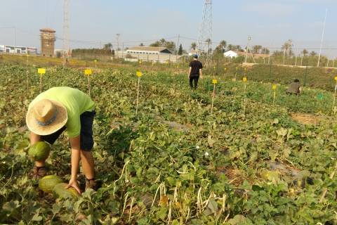 Trabajos de recogida de melón en una parcela donde también se cultiva caupí.
