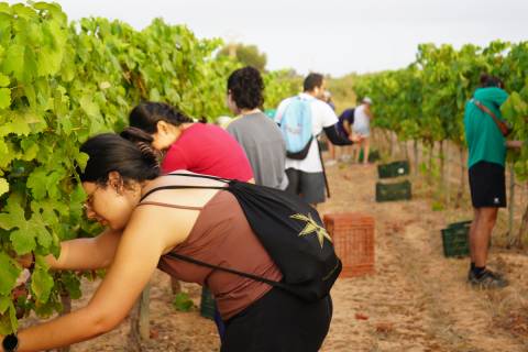 Imagen de archivo de estudiantes de la UPCT voluntarios en la vendimia del vino Tomás Ferro.