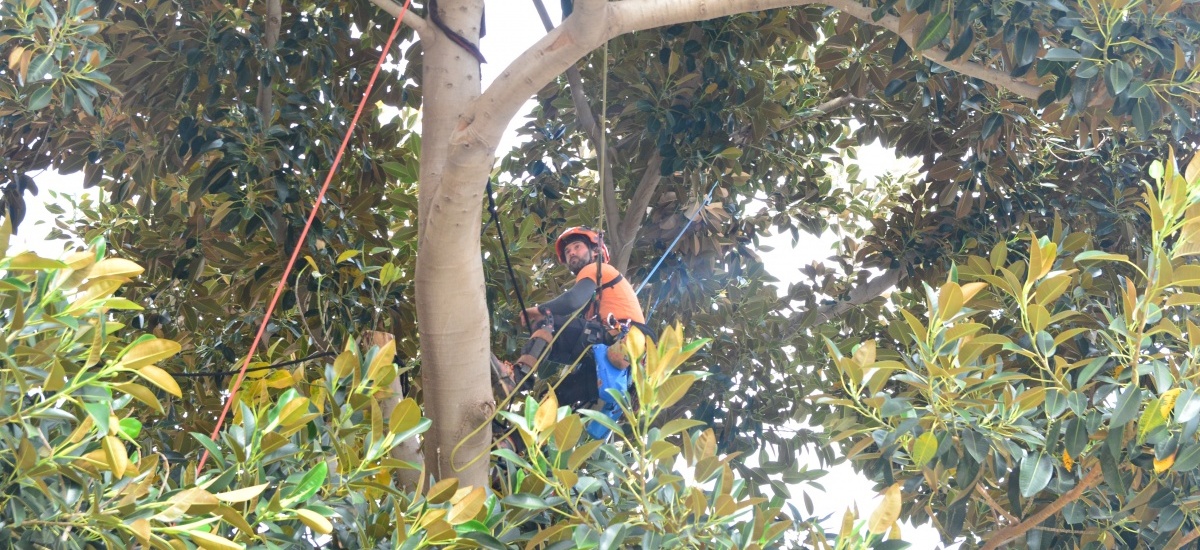 Aseguran los ficus del campus de Alfonso XIII con sistemas de sustentación dinámica