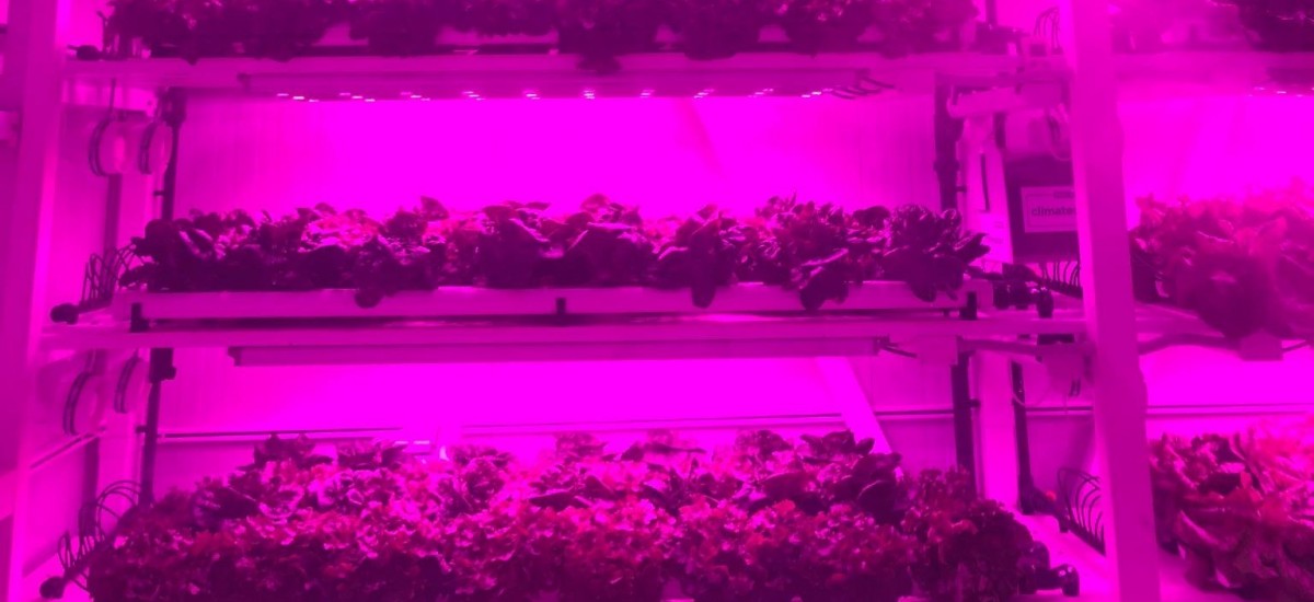 La UPCT logra con éxito cultivos verticales de lechuga y albahaca en interior de edificios utilizando lámparas led