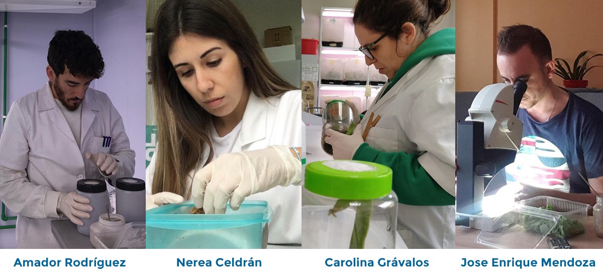 Tres personas alimentan durante el confinamiento a las 65 poblaciones de insectos de los laboratorios de la UPCT