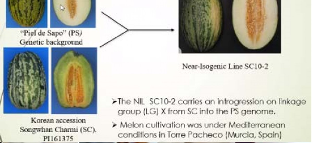 Una Tesis de Agrónomos establece nuevos métodos para analizar los datos del aroma de melones tipo «piel de sapo»
