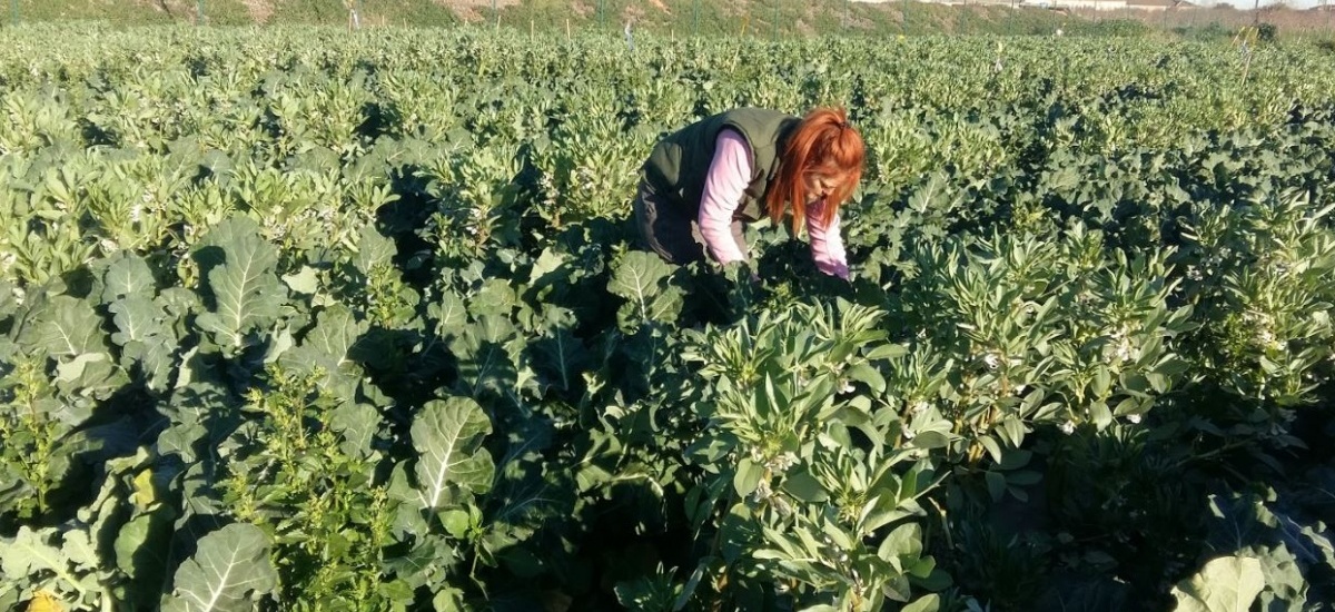 Agrónomos se une a «fields4ever», una iniciativa internacional para la conservación y vigilancia de la salud del suelo