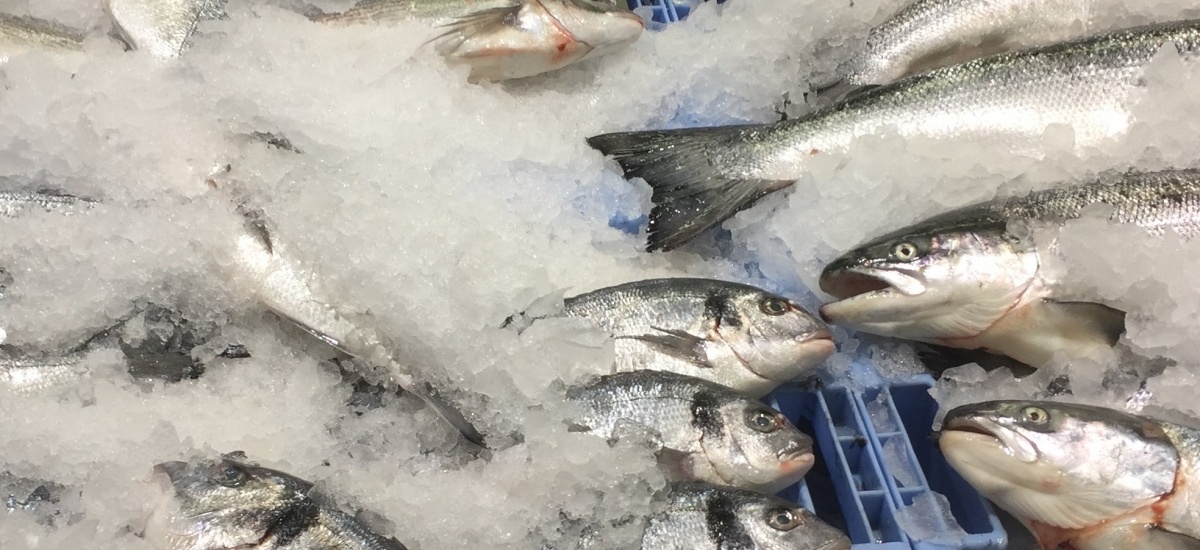 Nuevo hielo antimicrobiano para conservación de pescado fresco