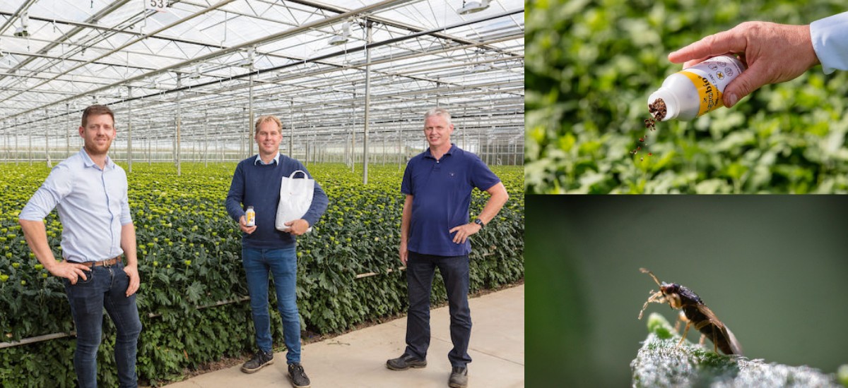 Floricultores holandeses ensayan con éxito el uso de ácaros para alimentar al chinche depredador de plagas desarrollado por la UPCT