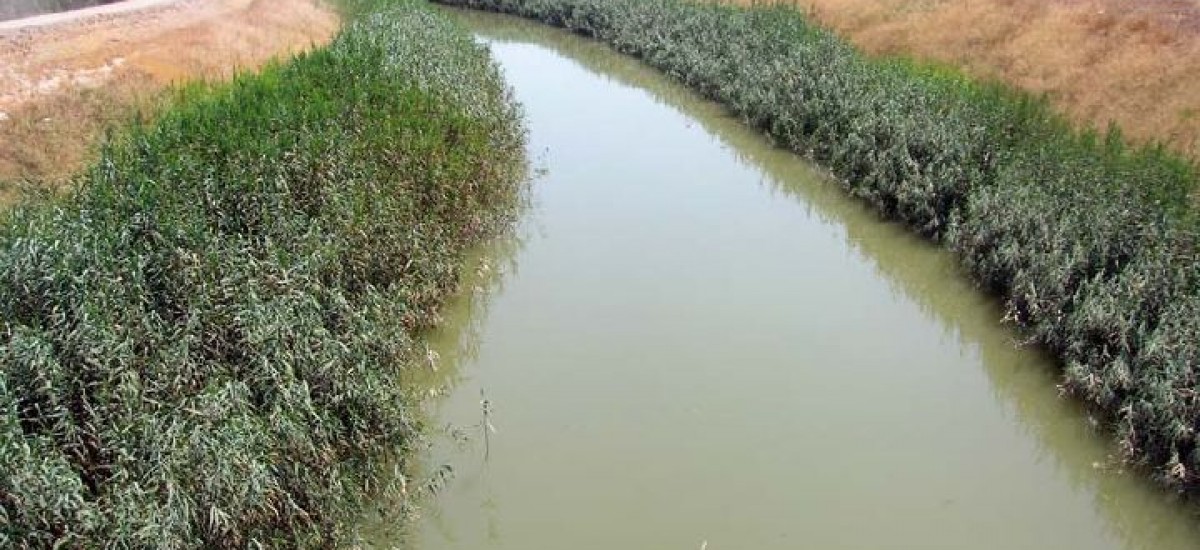 Diseñan estrategias de recuperación ambiental en meandros del Segura para prevenir inundaciones