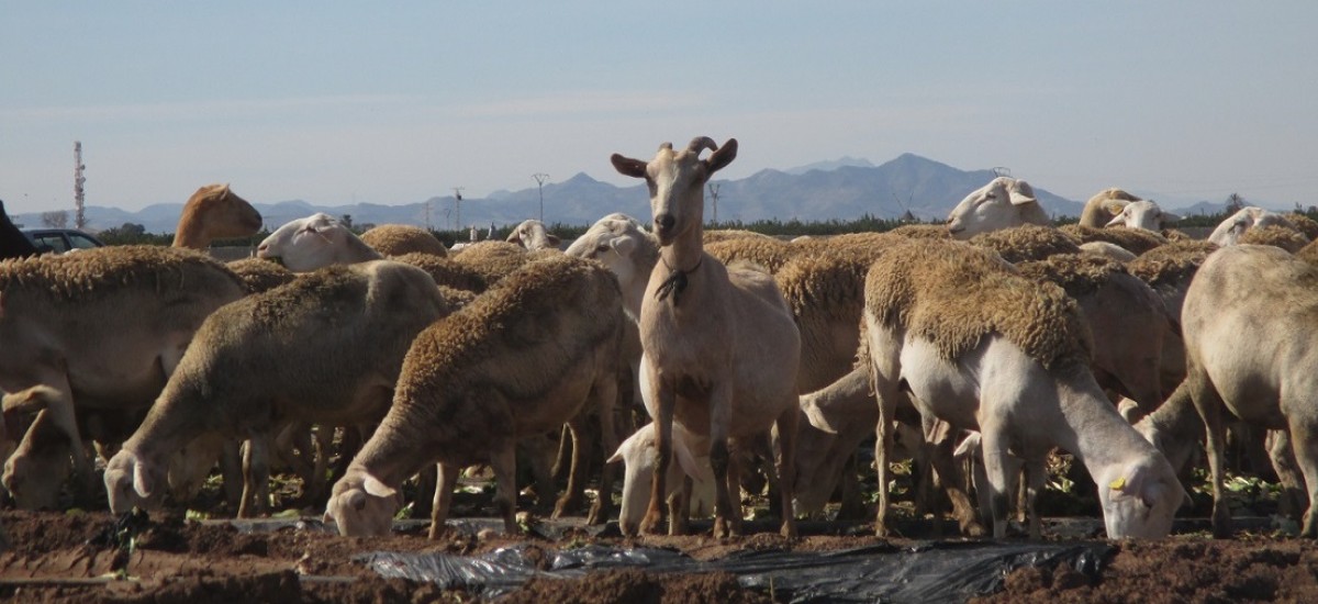 El proyecto Diverfarming halla microplásticos en las ovejas de la Región de Murcia