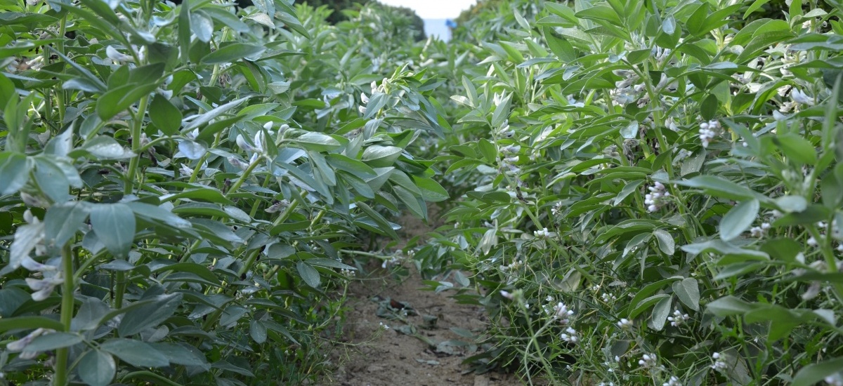 Diverfarming explica este miércoles las ventajas de la diversificación en cítricos