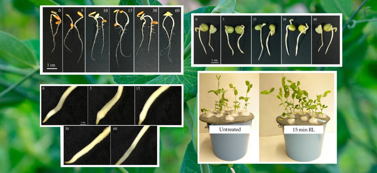 Desarrollan un sistema inteligente que controla el crecimiento vegetal 'in vitro'