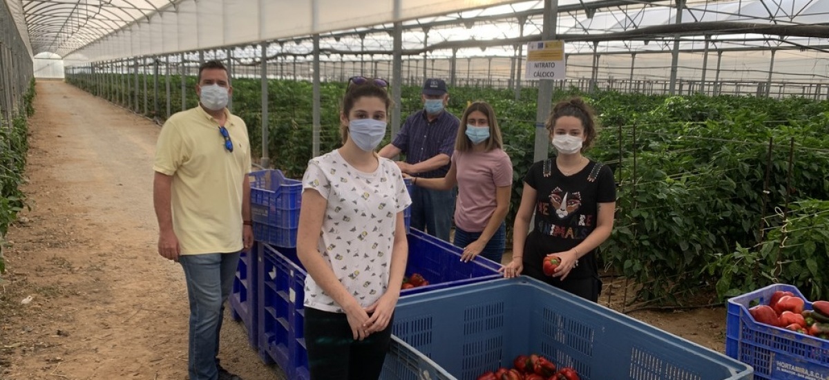 Desarrollan con éxito un protocolo para la aplicación de sulfato cálcico en fertirrigación para el cultivo de pimiento