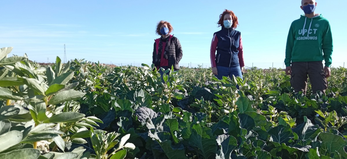 Visita virtual a las parcelas de ensayo de Diverfarming, este miércoles en la jornada informativa para profesionales agrícolas