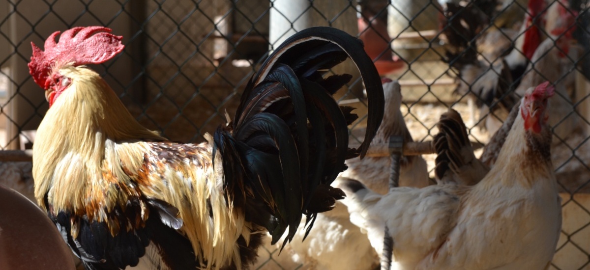 Novecientos euros para el ganador de la mejor receta de cocina con gallina murciana