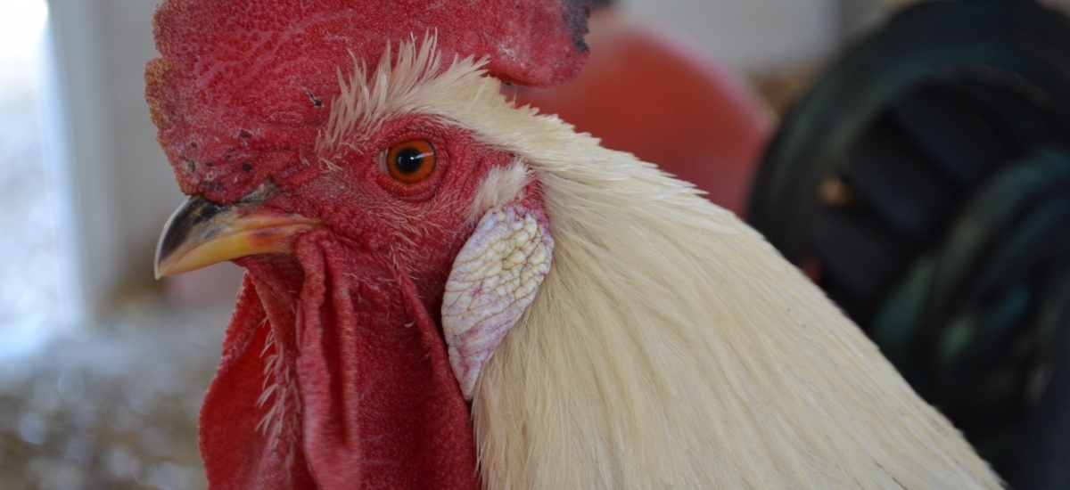 Éxito de participación en el concurso de recetas con gallina murciana