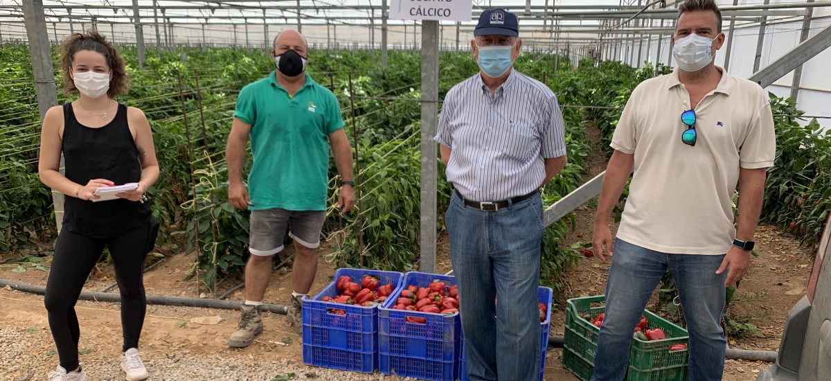 Sulfato cálcico, una alternativa ecológica y económica para la nutrición cálcica de los cultivos