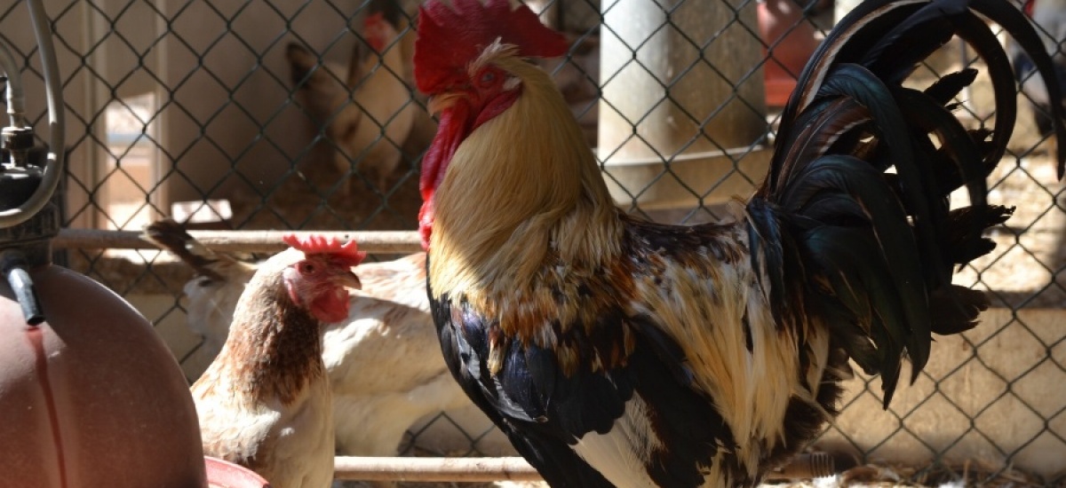 Diez cocineros amateurs compiten por los 900 euros del concurso de gallina murciana