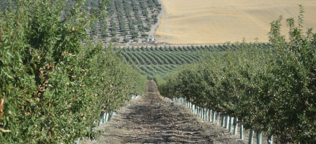 Preinscripción hasta el 1 de octubre en el curso de especialista en cultivo de almendro en seto