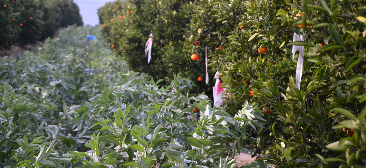 Diverfarming presenta este mi&eacute;rcoles al sector agr&iacute;colas los beneficios de la plantaci&oacute;n de habas en parcelas de mandarinos