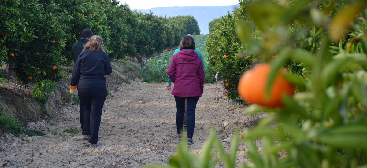 La diversificación incrementa la productividad de las parcelas de cítricos, almendros y melones y reduce la erosión del suelo según investigadores de la UPCT