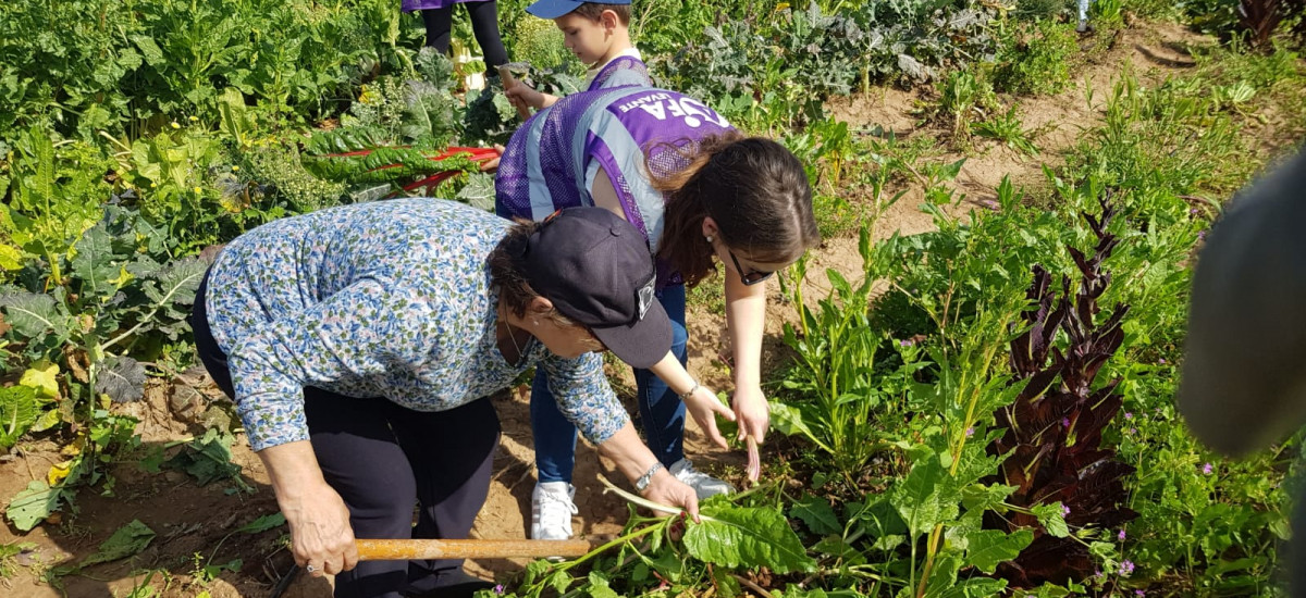 Pacientes, familiares y voluntarios de Afa Levante recogen la cosecha de sus huertos de ocio