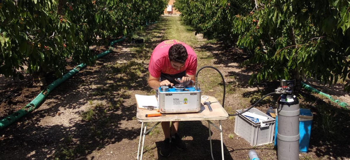 El uso de sensores y drones permite reducir un 45% el riego en verano de los cerezos sin mermar la producción