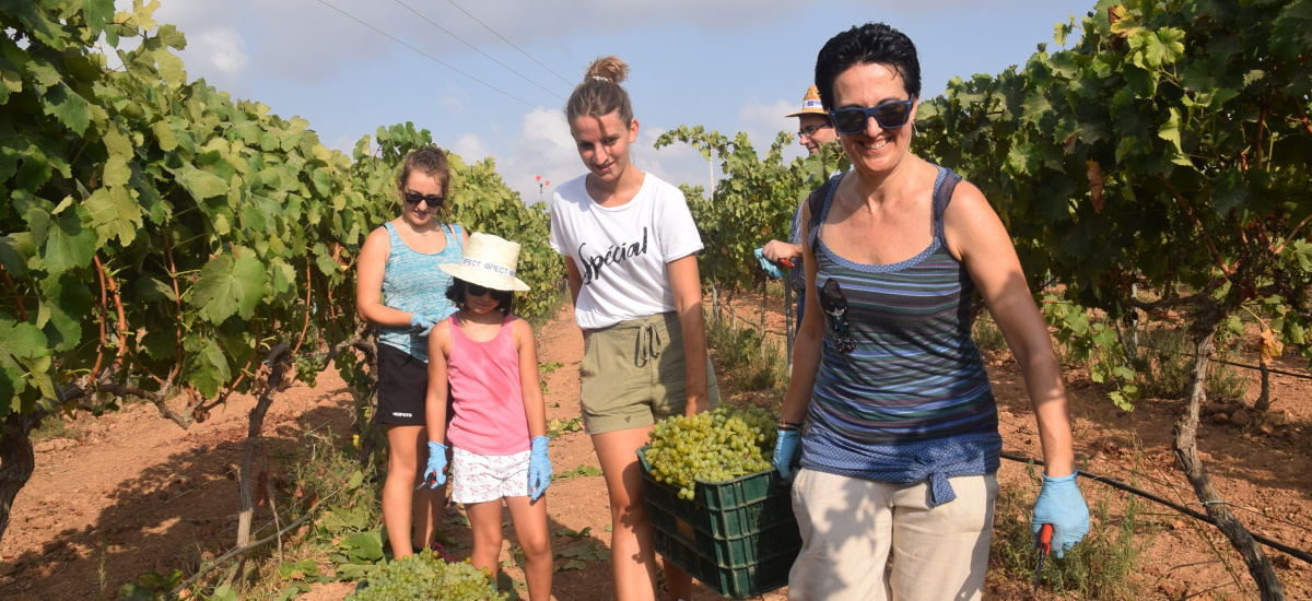 Imagen Un crédito para los estudiantes que participen en la vendimia y elaboración del vino Tomás Ferro