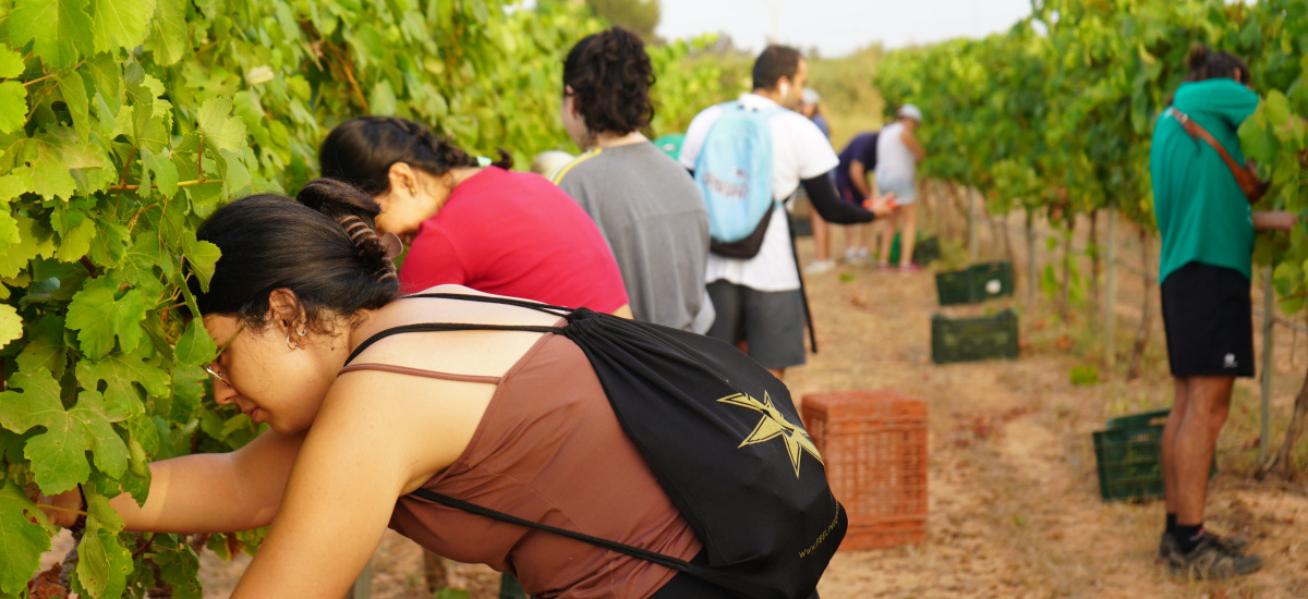 Estudiantes, profesores y PAS vendimian 6.000 kilos de uva merseguera en la finca Tomás Ferro