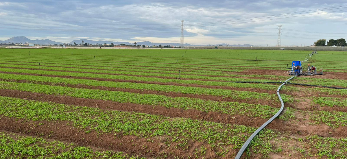 Lechugas y espinacas más grandes y con menos patógenos gracias al compost de residuos agrícolas y de café