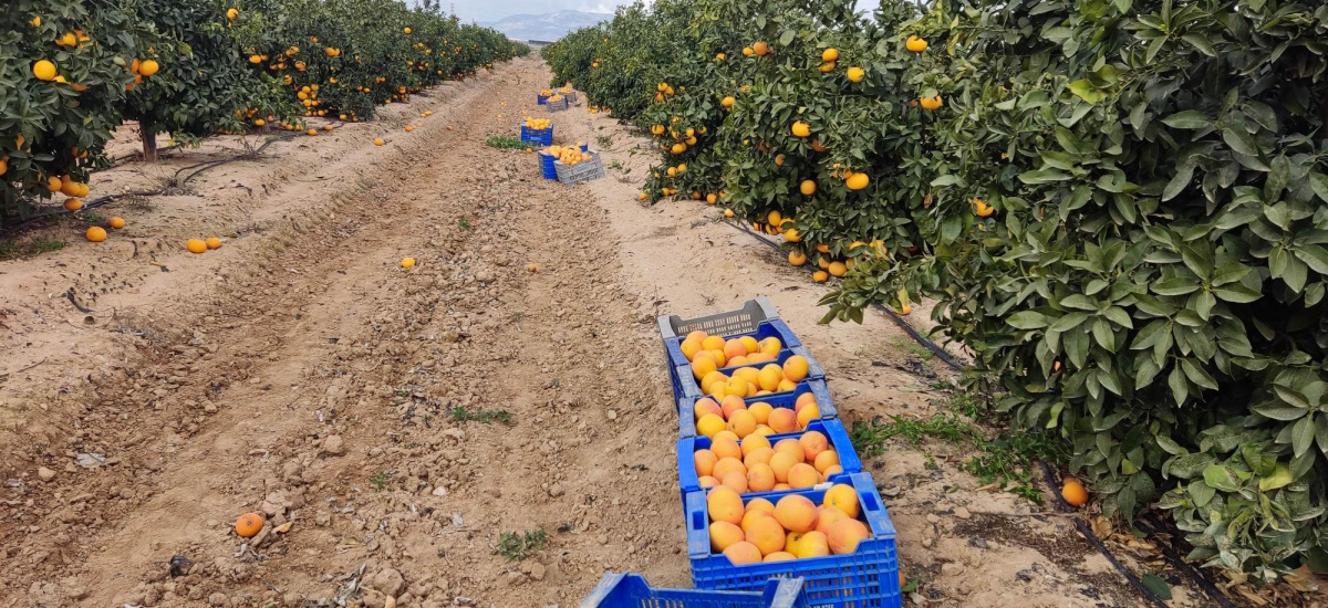 Imagen La UPCT, junto con Nutricontrol y EcoHidro, desarrolla una nueva tecnología para eliminar el boro del agua marina desalinizada para cultivos