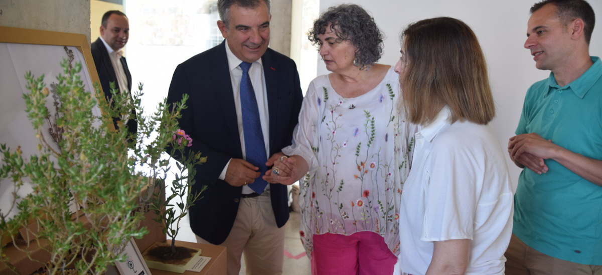 La UPCT exhibe la jara de Cartagena que ha salvado de la extinción: quedaban cinco plantas y ahora hay mil
