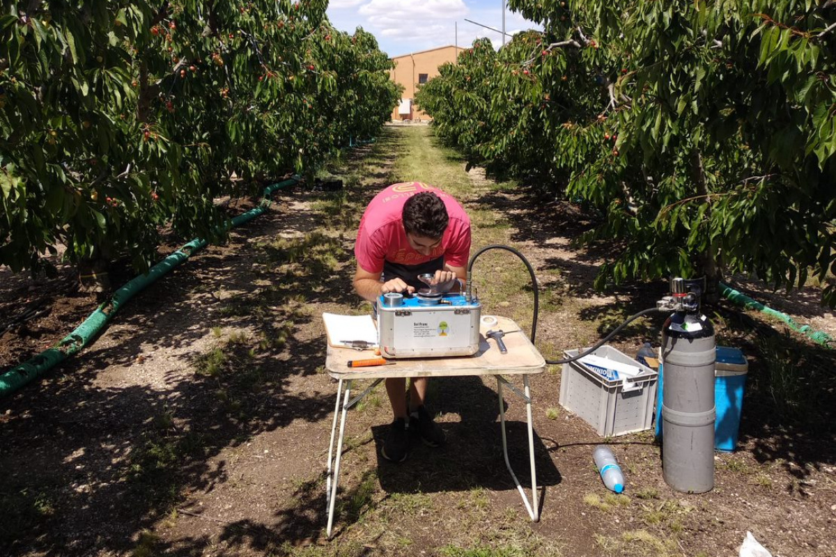 Pedro José Blaya realizando mediciones en un cultivo de cerezos.