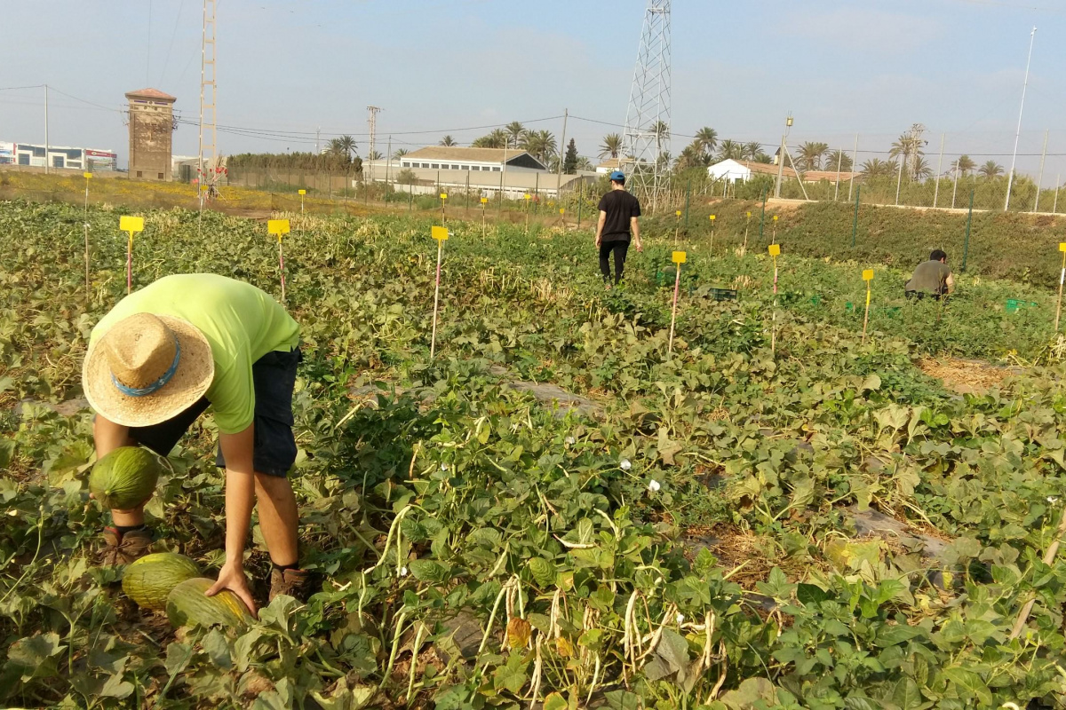 Trabajos de recogida de melón en la parcela asociada al cultivo de caupí.