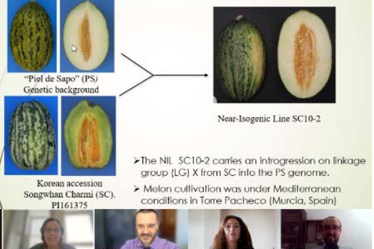 foto: Una tesi di agronomi stabilisce nuovi metodi per analizzare i dati aromatici dei meloni di tipo “piel de sapo”