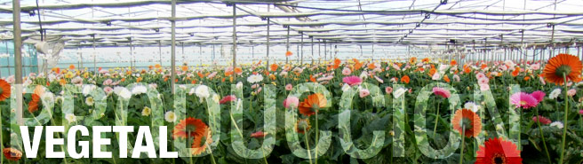 Departamento de Producción Vegetal UPCT Departamento de Producción Vegetal UPCT